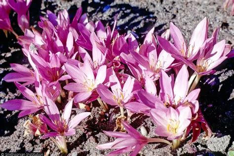 Colchicum Autumnale Herbaceous Plants Medicinal Herbs Perennial