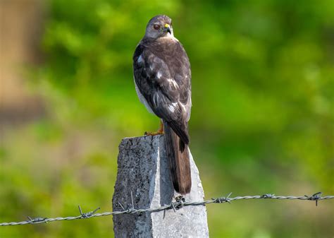 Kite Bird Photos, Download The BEST Free Kite Bird Stock Photos & HD Images