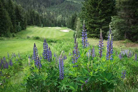 Chateau Whistler Golf Club | Golf Memberships