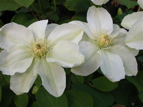 Clematis Hybrids Group Clematisbe