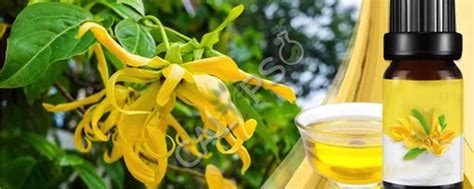 Organic And Pure Ylang Ylang Essential Oil Wholesale And Supplier