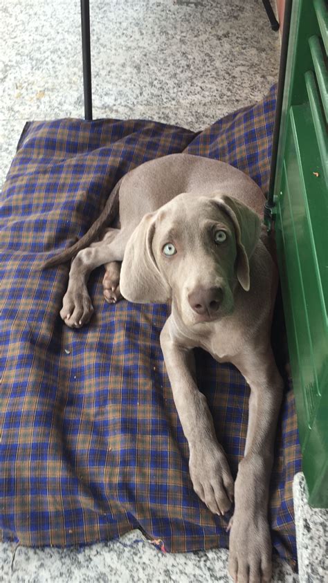 Blue Weimaraner Weimaraner Puppies Vizsla Cute Puppies Dogs And