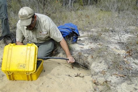 How Collaborative Conservation Is Protecting the Gopher Tortoise