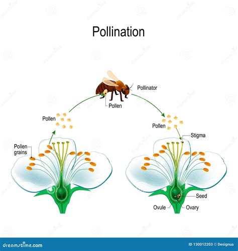 Cross Pollination Diagram