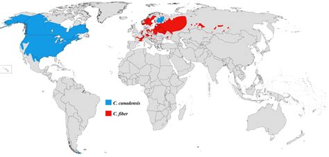 Where Do Beavers Live? » Birds & Wild