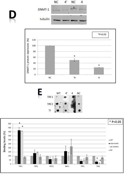 Brca12 Mutations Perturb Telomere Biology Characterization Of