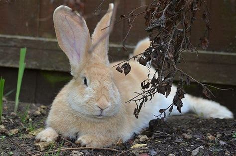 Continental Giant Rabbit Breed Information And Pictures