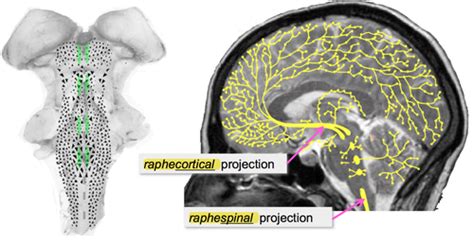 Psychological Disorders Biological Basis Of Depression Anxiety