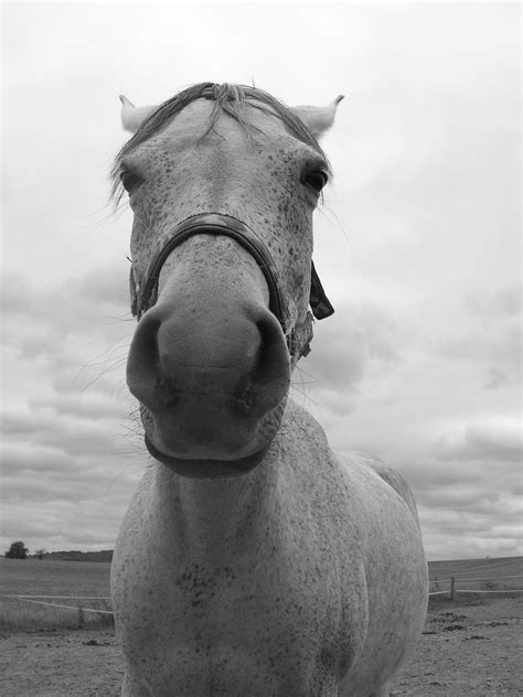 Horse Portrait Black And White Free Image Download