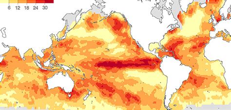 What Is The Impact Of Marine Heatwaves On Marine Ecosystems Ocean Newsletter The Ocean