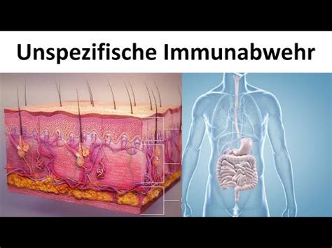 Unspezifische Angeborene Immunabwehr Biologie Oberstufe YouTube