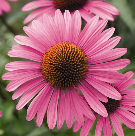 Echinacea Primadonna Pink Perennial Higgledy Garden