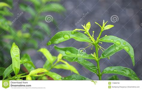 Hojas Con Descensos Del Agua Hoja Verde Con Los Descensos Del Agua Para