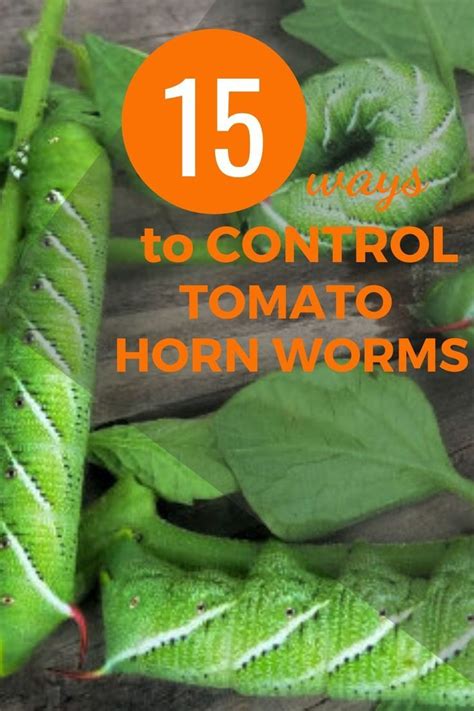 10 Ways To Naturally Control Tomato Hornworms Tomato Worms Tomato Hornworm Organic