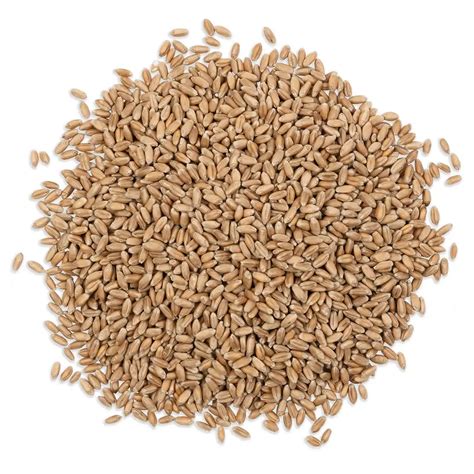 Wheatgrass