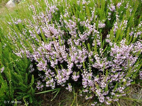 Calluna Vulgaris L Hull 1808 Callune Commune Callune Béruée