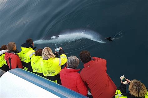 2023 Whale Watching Tour From Reykjavik Provided By Special Tours