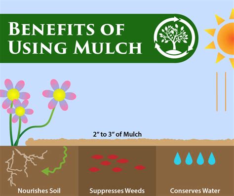 The Benefits of Mulch - More Than Just Decoration!