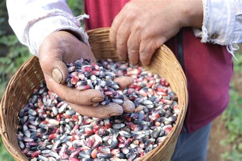 Va CORENADR por rescate del maíz chinampero patrimonio biocultural de