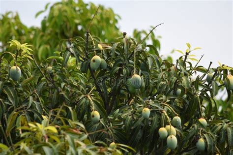 Unripe Green Mangoes Hanging On Branch Fresh Green Mango On Tree Stock