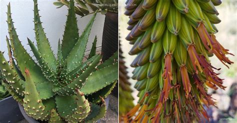 Aloe Aculeata World Of Succulents