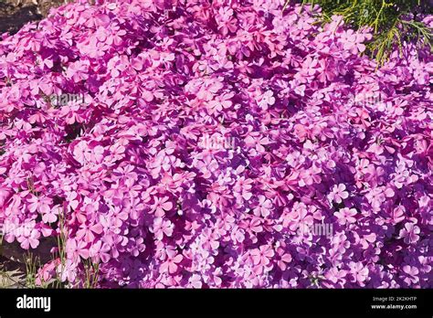 Close-up image of Creeping phlox flowers Stock Photo - Alamy