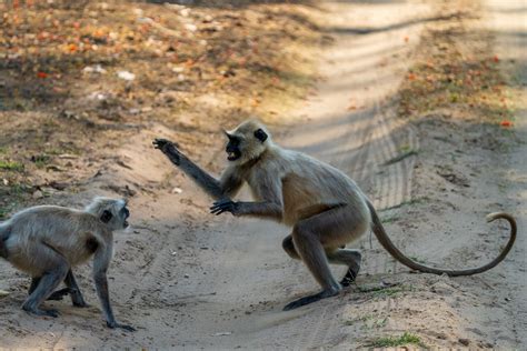 Spielerisches Kr Ftemessen Bei Den Hanuman Languren Benny Rebel