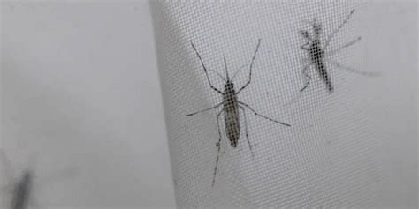 Dengue Así puedes hacer una trampa casera para mosquitos y moscas El