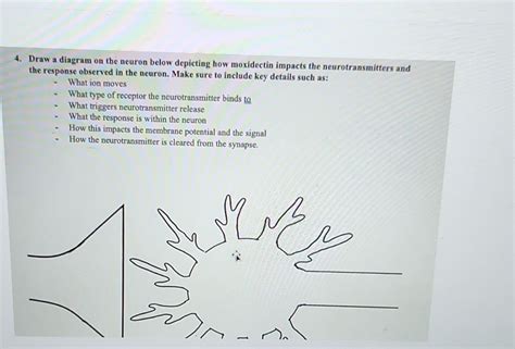 Solved 4. Draw a diagram on the neuron below depicting how | Chegg.com