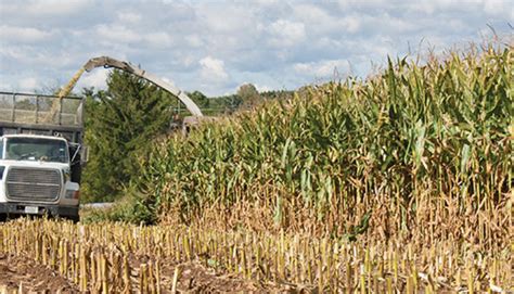 corn silage   heights hay  forage magazine