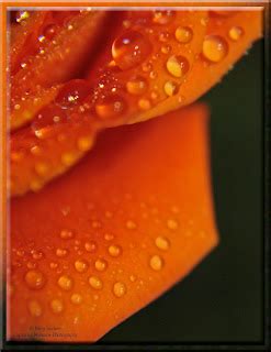 Kathy Lindsey Capturing Moments Photography Orange Roses