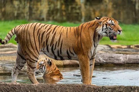 Les Meilleures Destinations Pour Observer Et Photographier La Faune