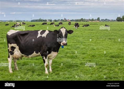 Black And White Cow In The Dutch Province Of Groningen Stock Photo Alamy