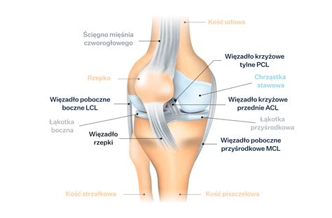 Uszkodzenie Wi Zad A Krzy Owego Tylnego Pcl Objawy Rekonstrukcja