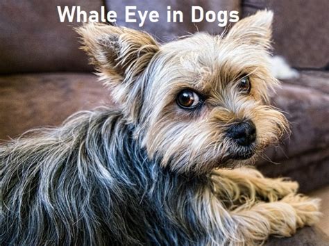 Whale Eye in Dogs: Why Dogs Show the White of Their Eyes - HubPages