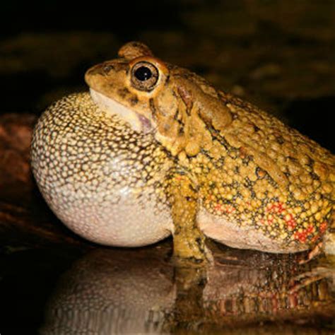 Toad, True - Fascinating Africa