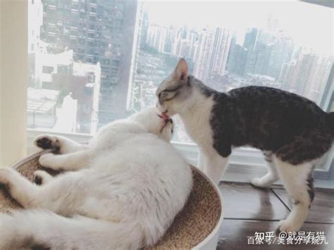 猫咪饮食：如何判断猫咪吃饱了？ 知乎