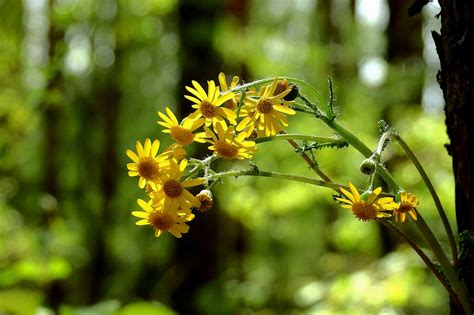 Flores Amarelas Bloom Foto Gratuita No Pixabay Pixabay