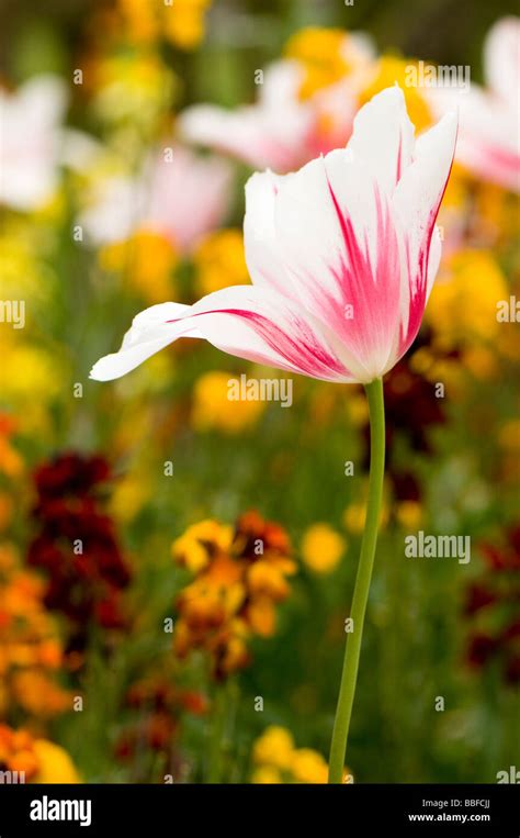 Close Up Of Lily Flowered Tulip Marilyn Against A Background Of Mixed