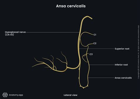 ansa cervicalis anatomyapp