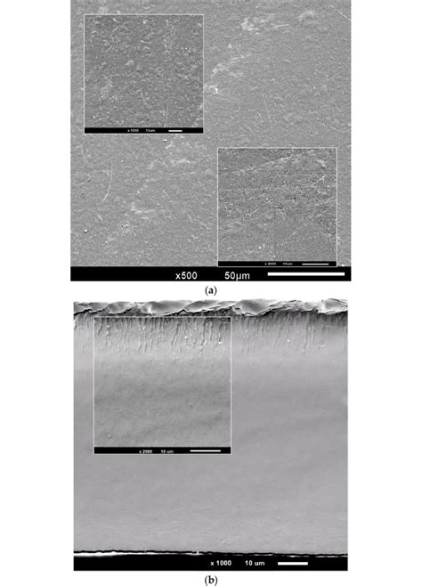 Sem Micrographs Of The A Surface B Cross Sectional Morphology Of