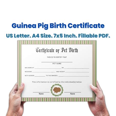 Guinea Pig Certificate Etsy