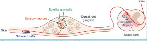 Satellite Glial Cells