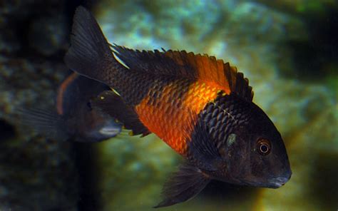 Tropheus Tropheus Sp ‘black Pemba Orange Flame