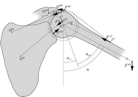 Force Layout Of Rotator Cuff Download Scientific Diagram