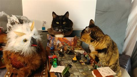Xi & «S / Настольные игры :: cat cosplay :: котэ (прикольные картинки с ...