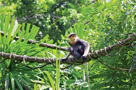 Cambodia - Monsoonal, Tropical, Humid | Britannica