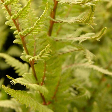 Athyrium Lady In Red Red Stemmed Lady Fern From Babikow Wholesale Nursery