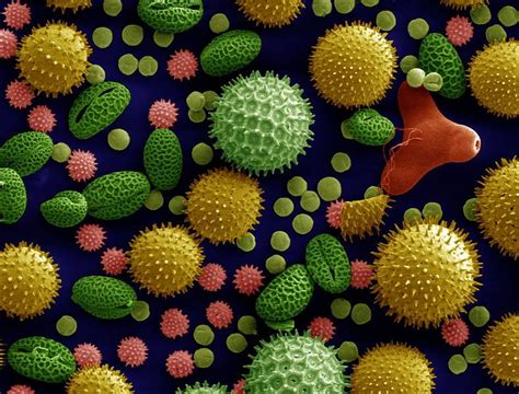 Why Are Pollen Allergies So Common? | Live Science