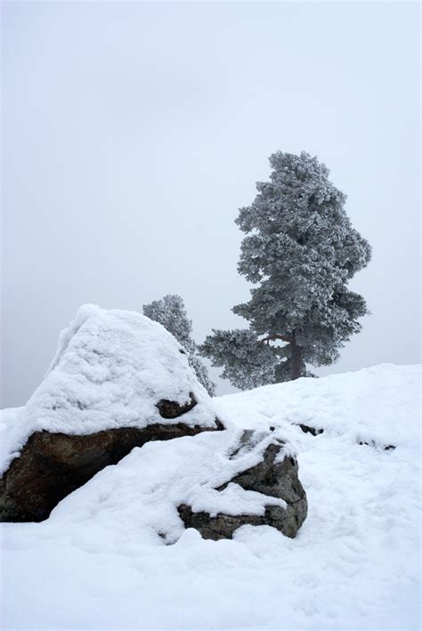 Gratis Afbeeldingen Boom Berg Sneeuw Koude Winter Wit Ijs